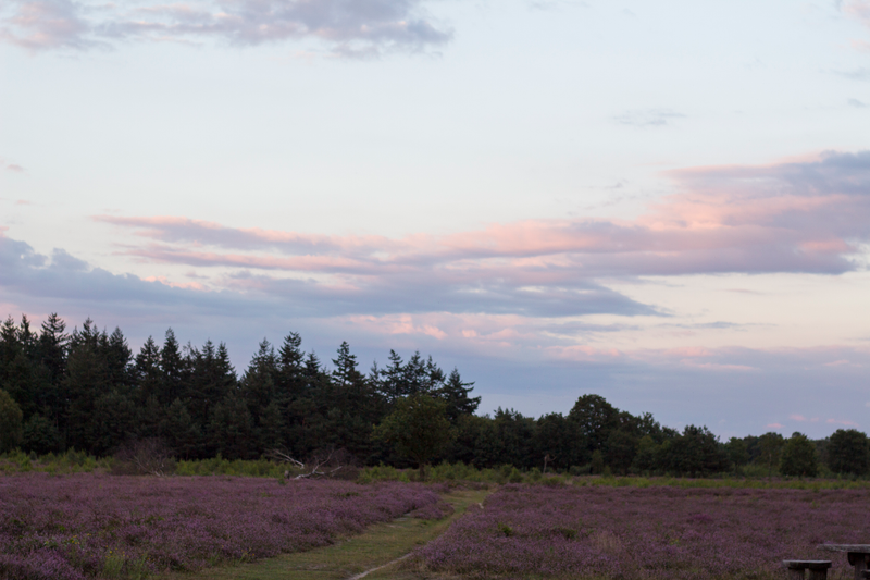 Illustration for article titled Heathlands in bloom